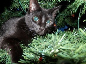 Christmas cat 
