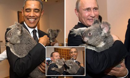Koalas being manhandled at the G20 in Brisbane