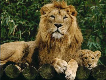 Asiatic Lions