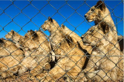 Caged lions in South Africa by photographer Brent Stirton.