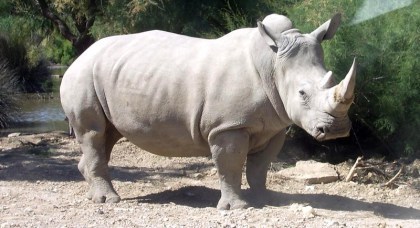 Northern White Rhino