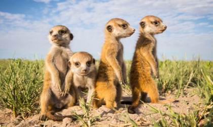 Meerkats in Makgadikgadi, Botswana. Photographer Will Burrard-Lucas