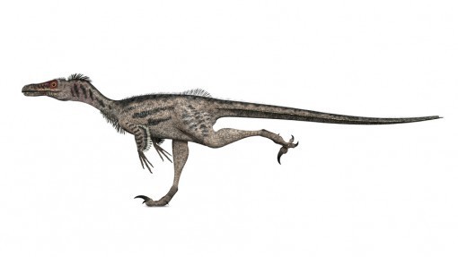 Velociraptor