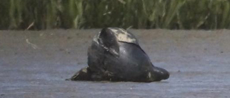 Dolphin? Carnisse1