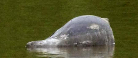 Dolphin? Carnisse2