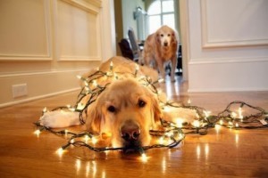 Dog in lights