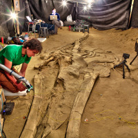 Scanning whale fossils (Image courtesy of Cerro Ballena and the Smithsonian Institution)