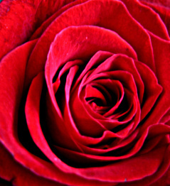 dish_rosepetals
