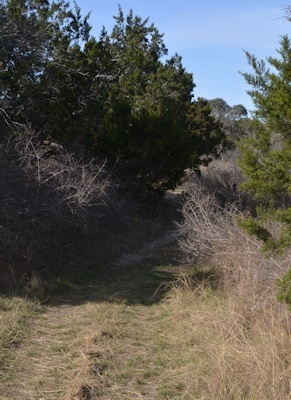 dry-woods-Fox-Pav trail
