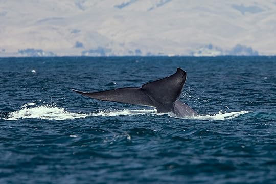Blue Whale Balaenoptera musculus 29 July 2010 - It is somewhat r