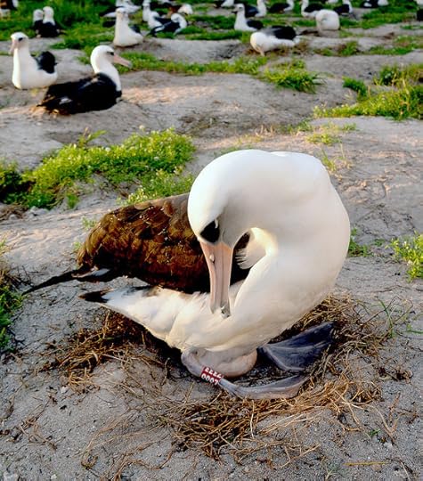Photo by Greg Joder, USFWS. https://www.flickr.com/photos/usfwspacific/15853842138/in/photostream/. 