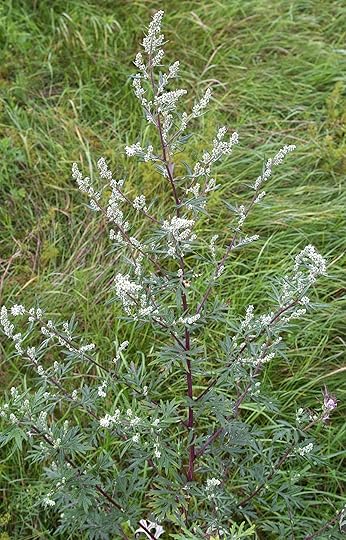 Mugwort