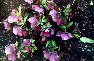 Helleborus