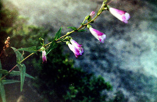 Winter Flowers