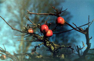 Crab Apples