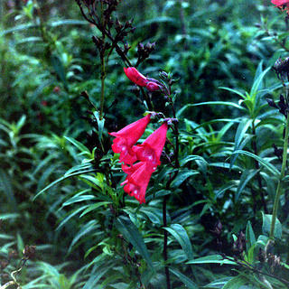Red Bells
