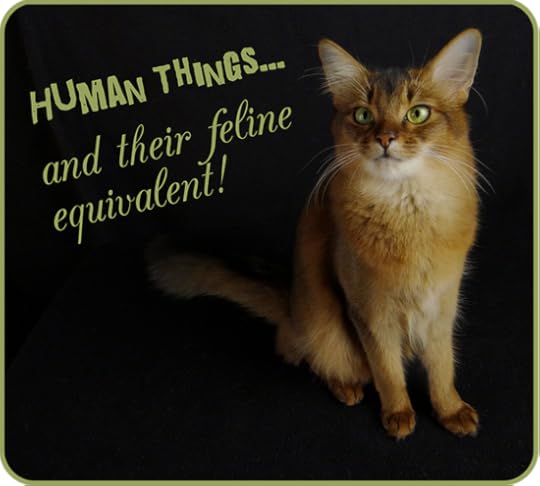 Human Things... and Their Feline Equivalent