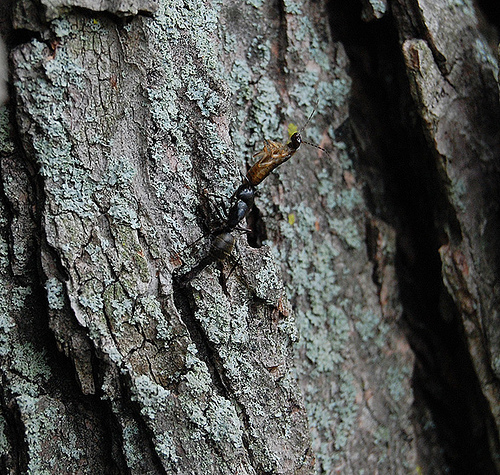 The Mighty Hunter by James M. Turley