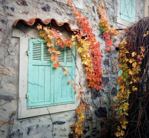 Leaves-001