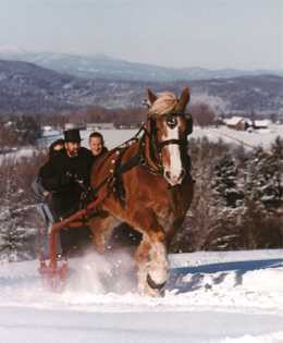  photo sleigh_zps869fffef.jpg