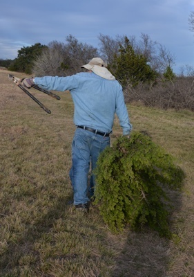 Bringing-home-tree-12-22-14