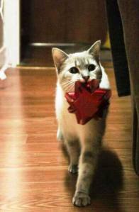 christmas-cat-siamese-tabby-mix-with-bow