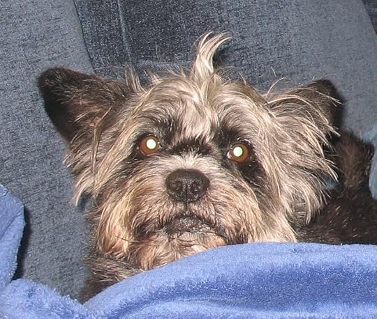 Dog with hair sticking up