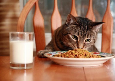 7-foods-you-should-never-feed-your-cat