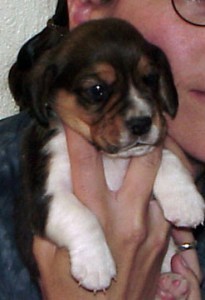 Connery's first baby picture--about three weeks old!
