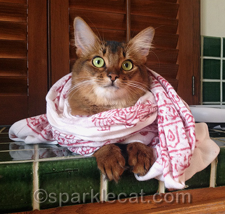 This was the only way my human could get me to sit still