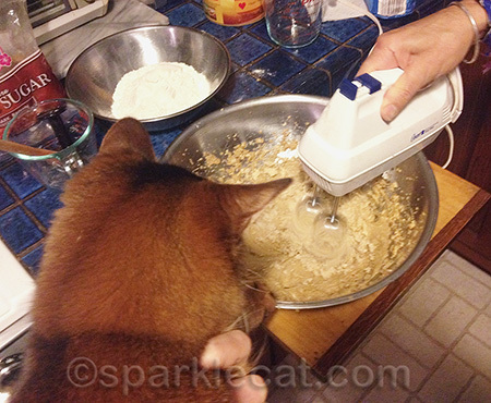 I got to help make cookies! Can you see my paw on the bowl rim?