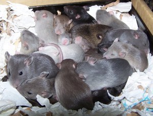 rats1