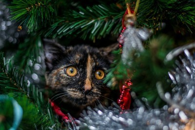 cat-christmas-tree