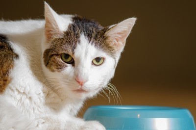 cat-eating