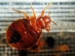 bedbugincreasae