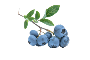 blueberry