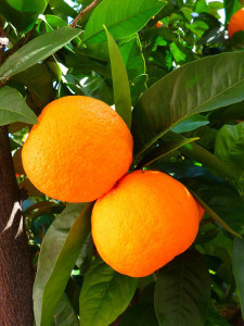 oranges