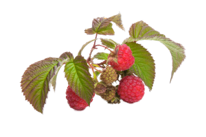 raspberry