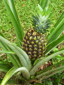 Pineapples 