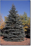 Spruce