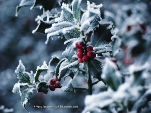 holly