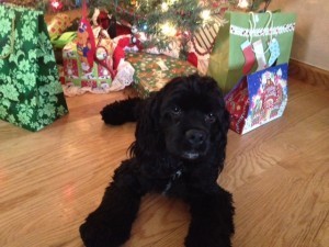 Raven's 1st Christmas
