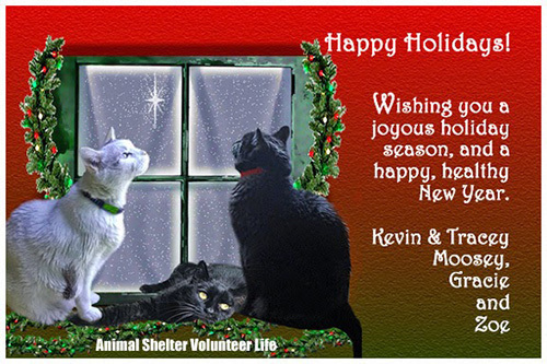 Animal Shelter Volunteer Life