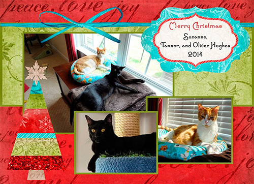 Four Crazy Cats Blog