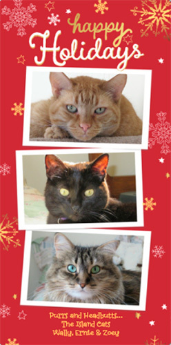 The Island Cats