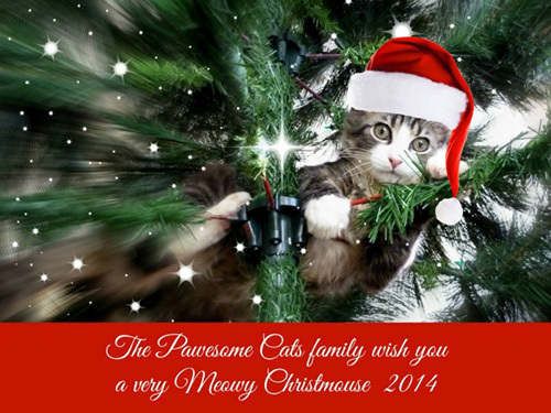 Pawesome Cats