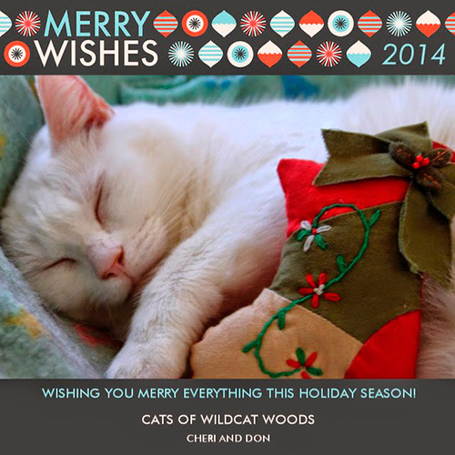 Cats of Wildcat Woods