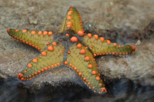Starfish1