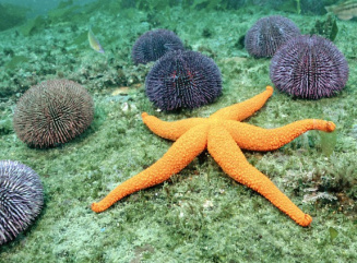 Starfish2