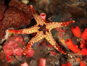Starfish3